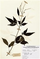 藏品(布涼樹(荊條))的圖片